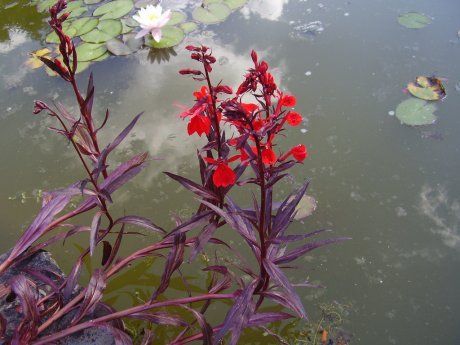 Цветы в пруду